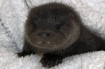 baby otter