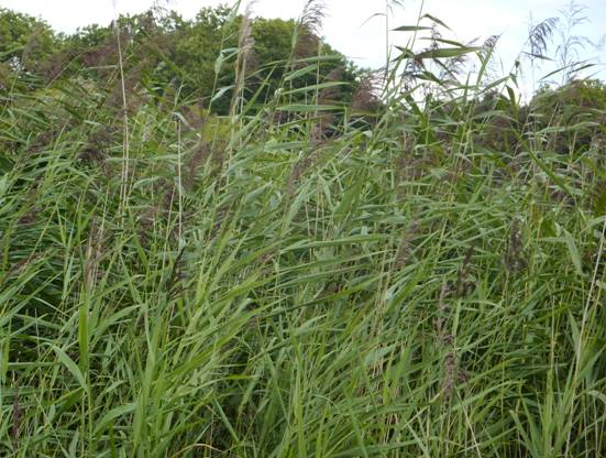 image032