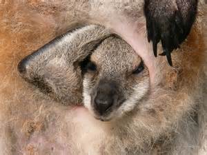 image013