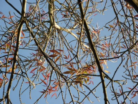leaved