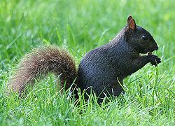 image001