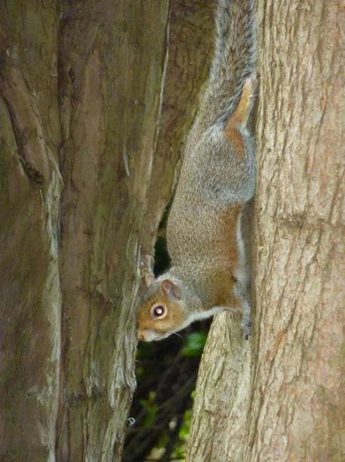 image038