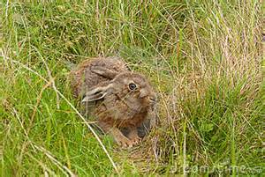 image071