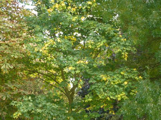 image016