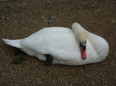 image010