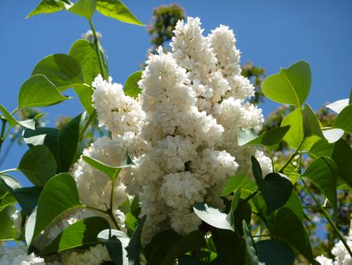 image071