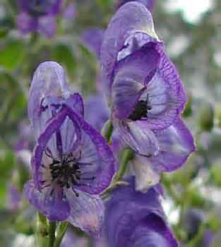 image016