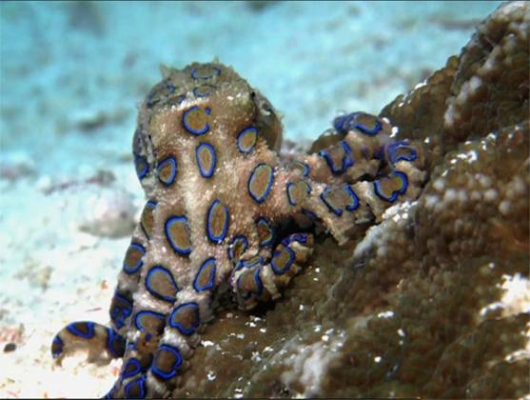 Sinclair Octopus 416. Octopuses - Christina Sinclair: Salty Sam's Fun Blog for Children